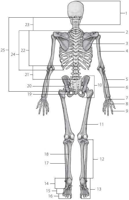 Иллюстрация к книге — 3 лучшие системы от боли в спине [i_270.jpg]