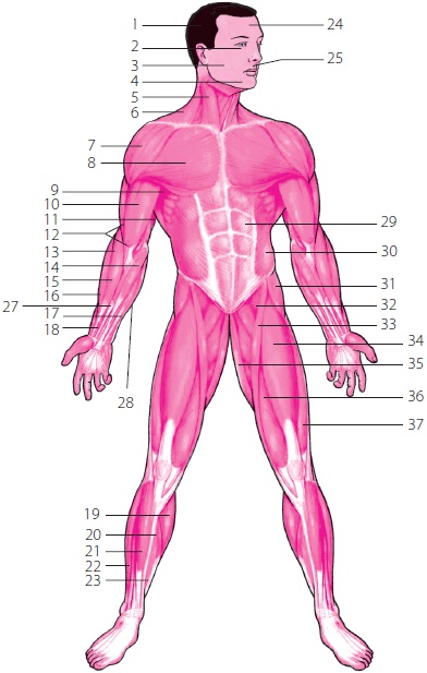 Иллюстрация к книге — 3 лучшие системы от боли в спине [i_272.jpg]