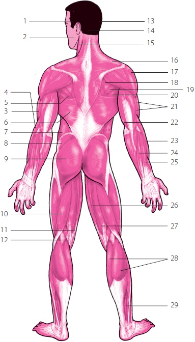 Иллюстрация к книге — 3 лучшие системы от боли в спине [i_273.jpg]