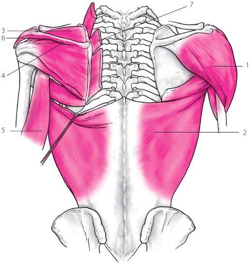 Иллюстрация к книге — 3 лучшие системы от боли в спине [i_275.jpg]