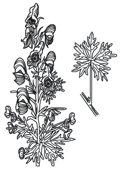 Иллюстрация к книге — Острые отравления у детей [Autogen_eBook_id37.jpg]