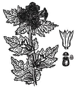 Иллюстрация к книге — Острые отравления у детей [Autogen_eBook_id38.jpg]