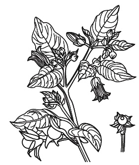 Иллюстрация к книге — Острые отравления у детей [Autogen_eBook_id39.jpg]