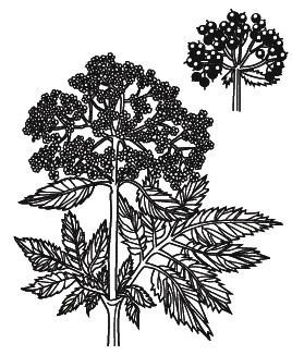 Иллюстрация к книге — Острые отравления у детей [Autogen_eBook_id40.jpg]