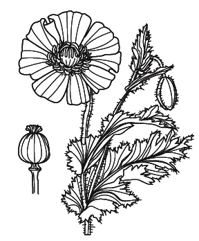 Иллюстрация к книге — Острые отравления у детей [Autogen_eBook_id44.jpg]