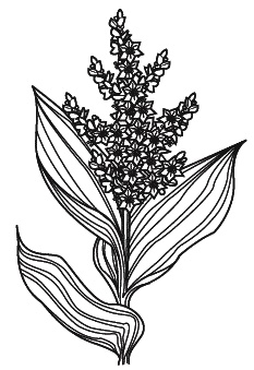 Иллюстрация к книге — Острые отравления у детей [Autogen_eBook_id47.jpg]