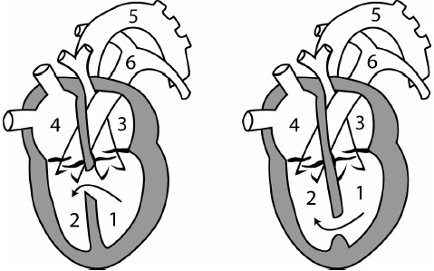 Иллюстрация к книге — Детское сердечко [i_004.jpg]