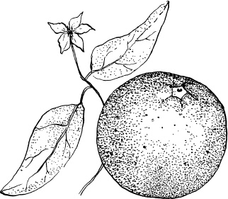 Иллюстрация к книге — Домашний доктор на подоконнике. От всех болезней [i_003.jpg]