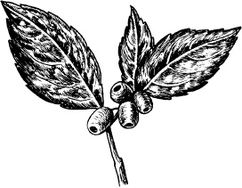 Иллюстрация к книге — Домашний доктор на подоконнике. От всех болезней [i_004.jpg]