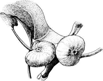 Иллюстрация к книге — Домашний доктор на подоконнике. От всех болезней [i_009.jpg]