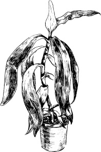 Иллюстрация к книге — Домашний доктор на подоконнике. От всех болезней [i_012.jpg]