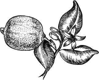 Иллюстрация к книге — Домашний доктор на подоконнике. От всех болезней [i_015.jpg]