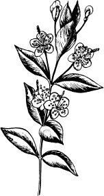 Иллюстрация к книге — Домашний доктор на подоконнике. От всех болезней [i_016.jpg]