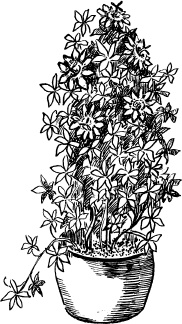 Иллюстрация к книге — Домашний доктор на подоконнике. От всех болезней [i_017.jpg]