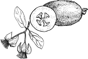 Иллюстрация к книге — Домашний доктор на подоконнике. От всех болезней [i_021.jpg]