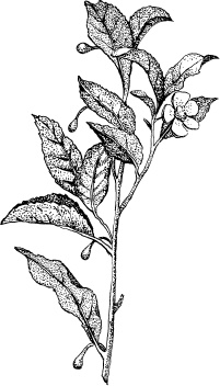 Иллюстрация к книге — Домашний доктор на подоконнике. От всех болезней [i_022.jpg]