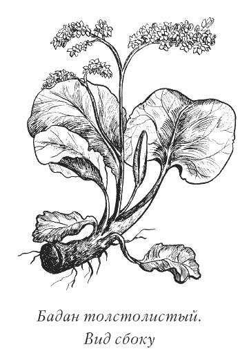 Иллюстрация к книге — Календула, алоэ и бадан толстолистный - целители от всех болезней [i_003.jpg]