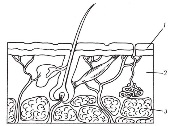Иллюстрация к книге — 40+. Уход за лицом [Autogen_eBook_id3.jpg]