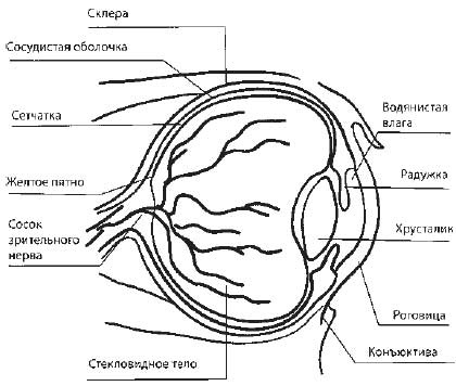 Иллюстрация к книге — Цигун для глаз [i_003.jpg]