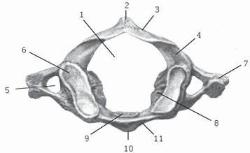 Иллюстрация к книге — Остеохондроз для профессионального пациента [i_011.jpg]