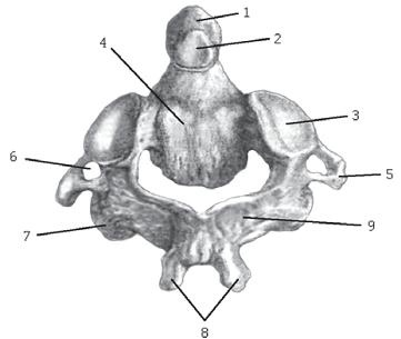 Иллюстрация к книге — Остеохондроз для профессионального пациента [i_012.jpg]