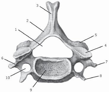 Иллюстрация к книге — Остеохондроз для профессионального пациента [i_013.jpg]