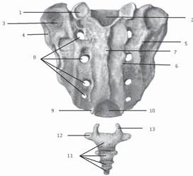 Иллюстрация к книге — Остеохондроз для профессионального пациента [i_020.jpg]