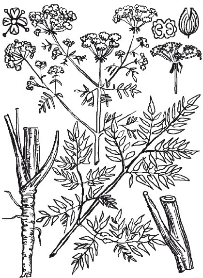 Иллюстрация к книге — Рак. Практика исцеления и профилактика. Лечение ядами [i_005.jpg]