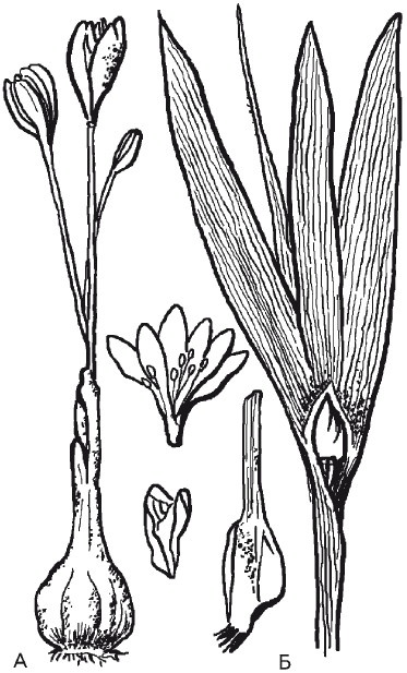 Иллюстрация к книге — Рак. Практика исцеления и профилактика. Лечение ядами [i_011.jpg]