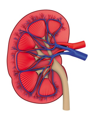 Иллюстрация к книге — О чем говорят анализы. Секреты медицинских показателей - для пациентов [i_023.jpg]