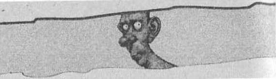 Иллюстрация к книге — Странности нашего тела. Занимательная анатомия [_06.jpg]