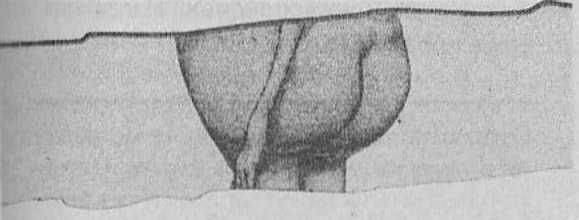 Иллюстрация к книге — Странности нашего тела. Занимательная анатомия [_07.jpg]