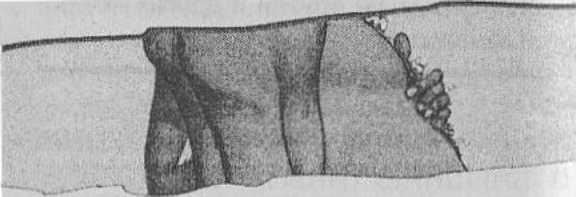 Иллюстрация к книге — Странности нашего тела. Занимательная анатомия [_08.jpg]