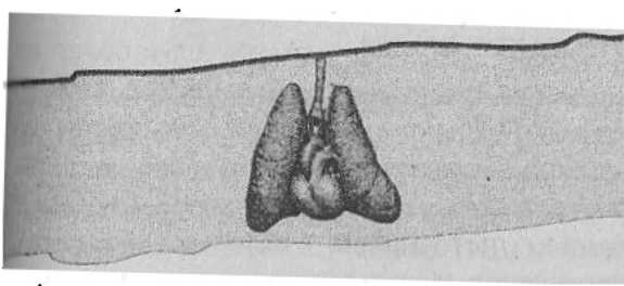 Иллюстрация к книге — Странности нашего тела. Занимательная анатомия [_14.jpg]