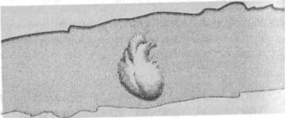 Иллюстрация к книге — Странности нашего тела. Занимательная анатомия [_15.jpg]