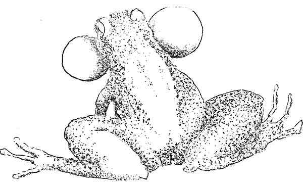 Иллюстрация к книге — Странности эволюции. Увлекательная биология [i_006.jpg]