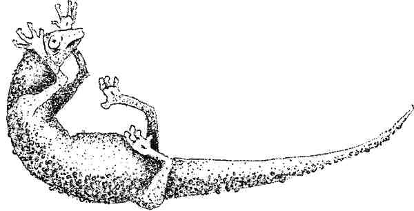 Иллюстрация к книге — Странности эволюции. Увлекательная биология [i_007.jpg]