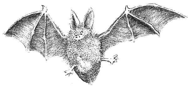 Иллюстрация к книге — Странности эволюции. Увлекательная биология [i_016.jpg]