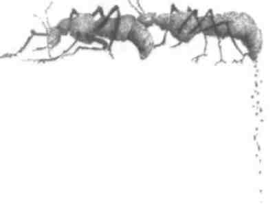 Иллюстрация к книге — Странности эволюции-2. Ошибки и неудачи в природе [i_002.jpg]