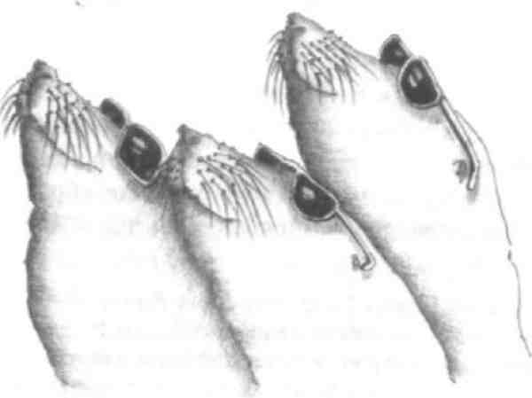 Иллюстрация к книге — Странности эволюции-2. Ошибки и неудачи в природе [i_003.jpg]