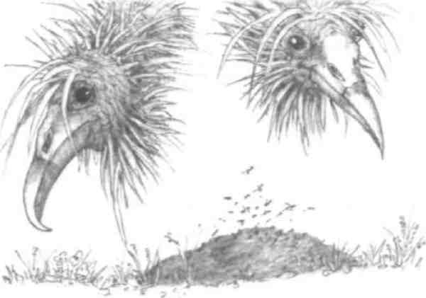 Иллюстрация к книге — Странности эволюции-2. Ошибки и неудачи в природе [i_010.jpg]