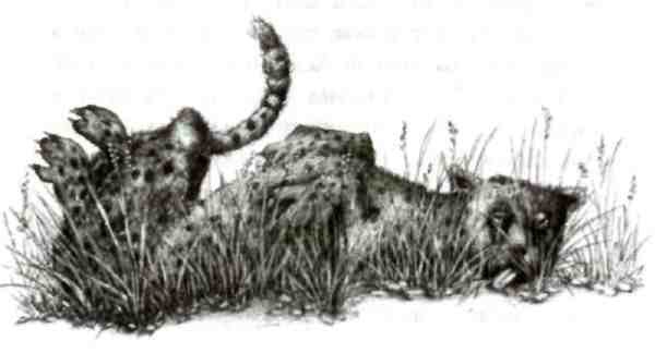 Иллюстрация к книге — Странности эволюции-2. Ошибки и неудачи в природе [i_016.jpg]