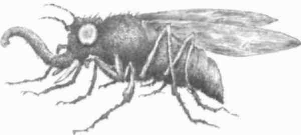 Иллюстрация к книге — Странности эволюции-2. Ошибки и неудачи в природе [i_018.jpg]