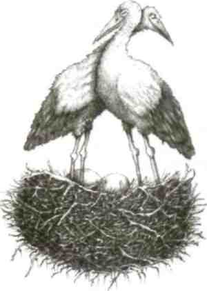 Иллюстрация к книге — Странности эволюции-2. Ошибки и неудачи в природе [i_020.jpg]