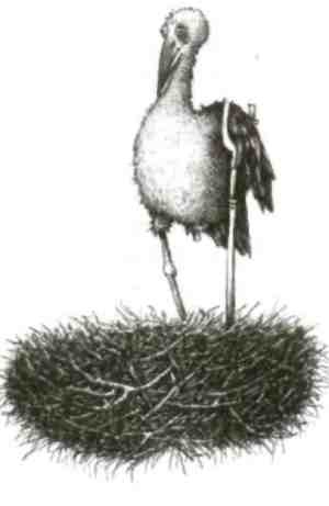 Иллюстрация к книге — Странности эволюции-2. Ошибки и неудачи в природе [i_021.jpg]