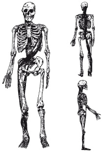 Иллюстрация к книге — Массаж и лечебная физкультура [i_017.jpg]