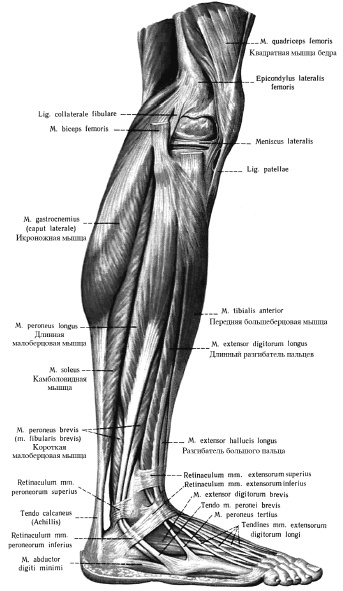 Иллюстрация к книге — Массаж и лечебная физкультура [i_018.jpg]