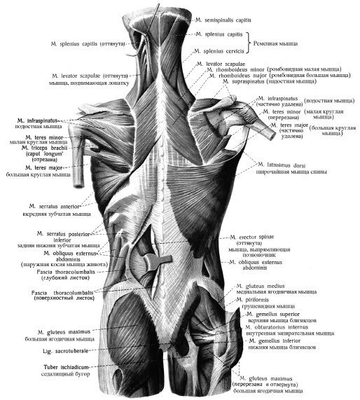 Иллюстрация к книге — Массаж и лечебная физкультура [i_020.jpg]