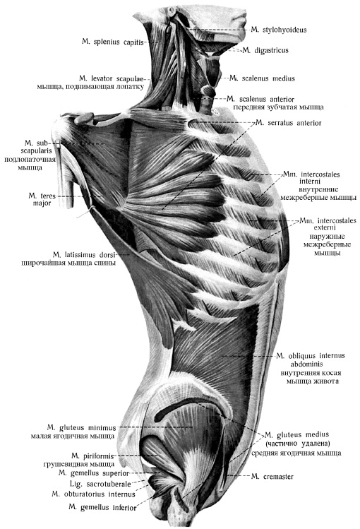 Иллюстрация к книге — Массаж и лечебная физкультура [i_025.jpg]