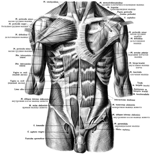 Иллюстрация к книге — Массаж и лечебная физкультура [i_026.jpg]